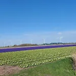 Zeevonk * Petten