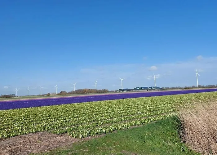 Zeevonk * بيتين